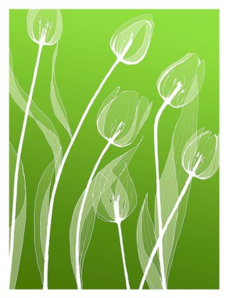 Framed Floral Silhouette 4 Print