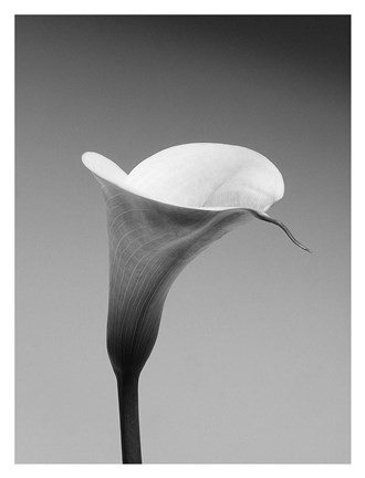 Framed Calla No. 3 Print