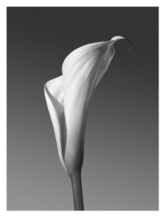 Framed Calla No. 4 Print