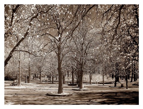 Framed Cherry Tree Park Print