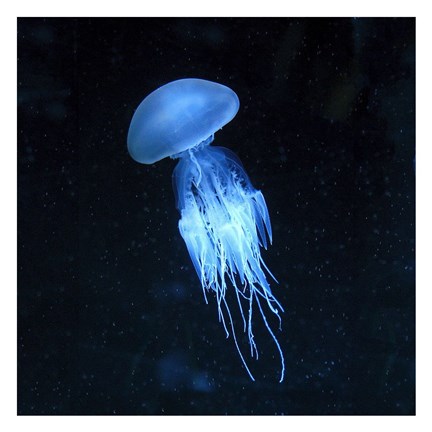 Framed Luminescent Jellyfish Print