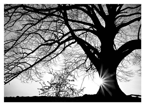 Framed Oak Silhouette Print