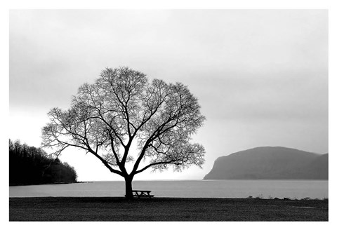 Framed Picnic Tree Print