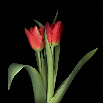 Framed Duet - Tulips Print