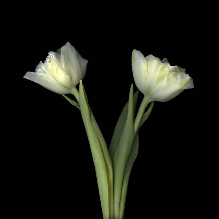 Framed Off-White Tulips Print
