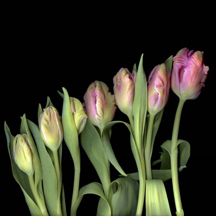 Framed Parrot Tulips 3 Print