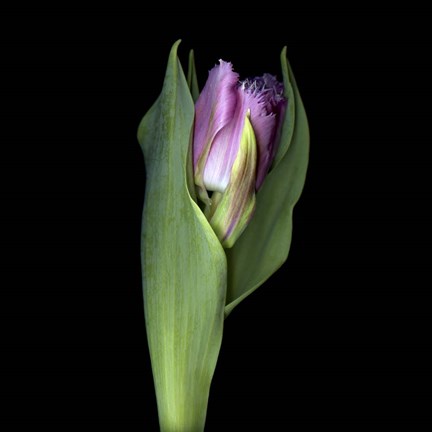 Framed Pink Tulip 1 Print