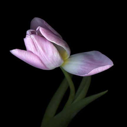 Framed Pink Tulip 3 Print