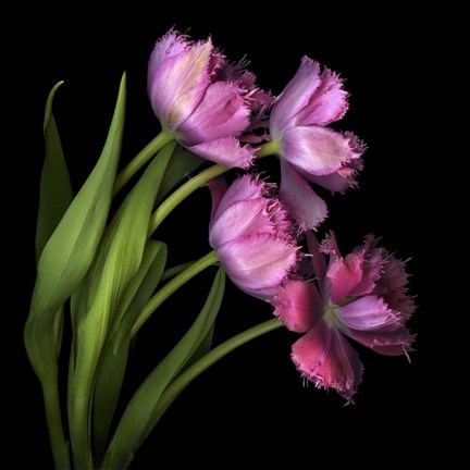 Framed Pink Tulips 2 Print