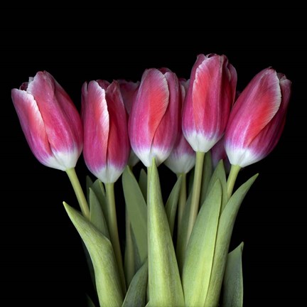 Framed Pink Tulips 3 Print