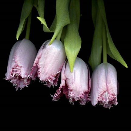 Framed Pink Tulips 5 Print