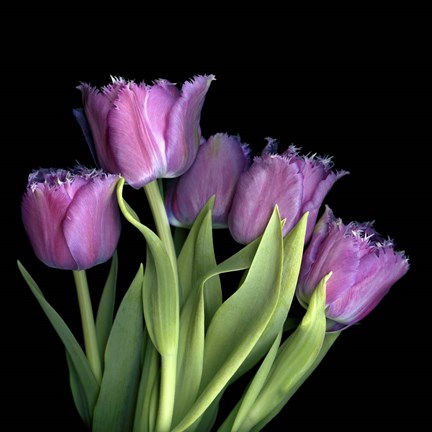 Framed Pink Tulips 6 Print