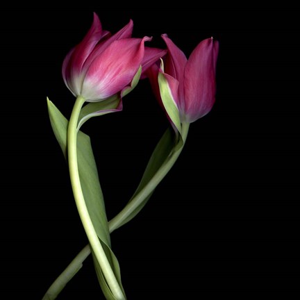 Framed Pink Tulips 9 Print
