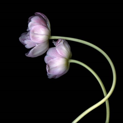 Framed Pink Tulips 10 Print
