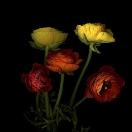 Framed Ranunculus 1 Print