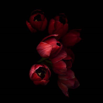 Framed Red Tulips 4 Print
