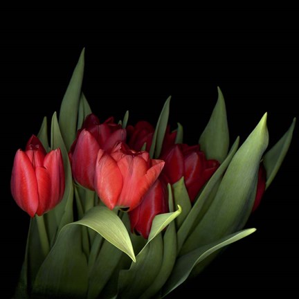 Framed Red Tulips 5 Print