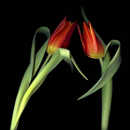 Framed Red Tulips 7 Print