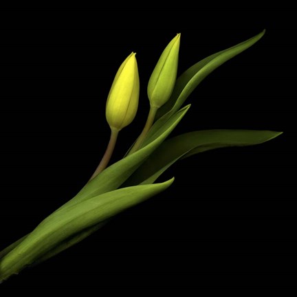 Framed Sway With Me - Tulips Print