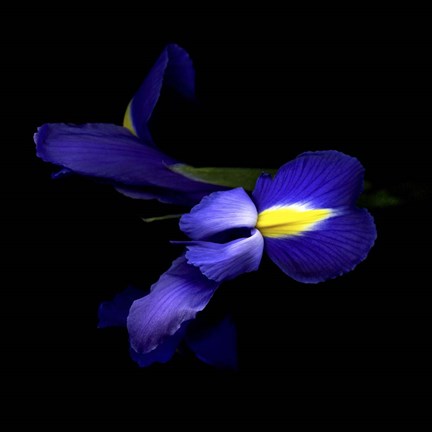 Framed Sensuality Of The Blue Iris Print
