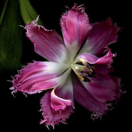 Framed Tulip 2 Print