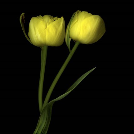 Framed Yellow Tulips 2 Print
