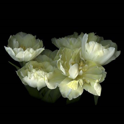 Framed Yellow White Tulips 1 Print