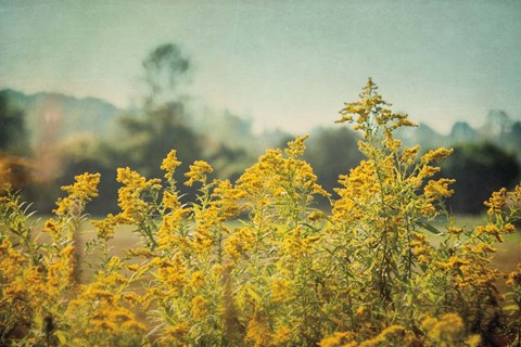 Framed Blissful Country IV Print