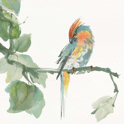 Framed Crested Cockatoo Print