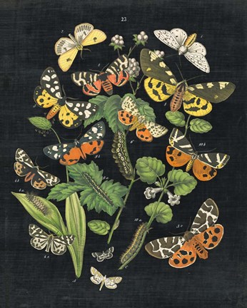 Framed Butterfly Bouquet on Black IV Print