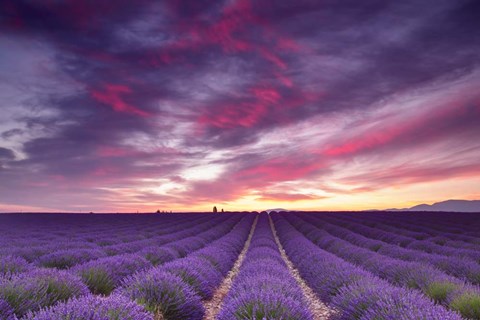 Framed Pink and Purple Print