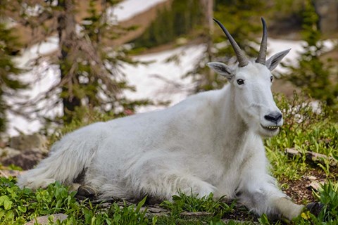 Framed Make Me Smile Print