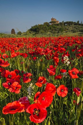 Framed Poppies at Palazzo Massaini Print