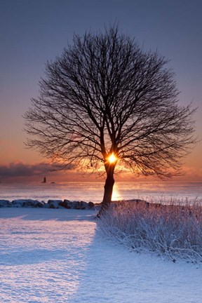 Framed Sun In Tree Print