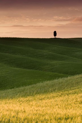 Framed Lone Cypress - Vertical Print