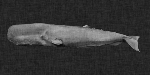 Framed Inverted Whale I Print