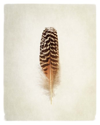 Framed Feather I Print