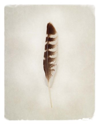 Framed Feather IV Print