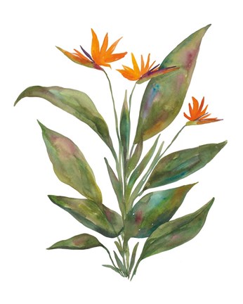 Framed Bright Bromeliad Print