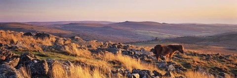 Framed Pony at Staple Tor, Devon, England Print