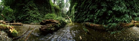 Framed Fern Canyon, Redwood National Park Print