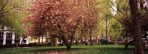 Framed Cherry blossom in  Madison Square Park, New York Print