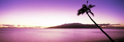 Framed Palm Tree on Purple, Maui, Hawaii Print