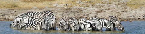Framed Burchell's Zebras, Etosha National Park, Namibia Print