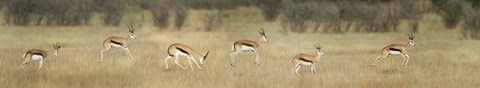 Framed Springbok, Etosha National Park, Namibia Print
