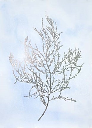 Framed Silver Foil Algae III on Blue - Metallic Foil Print