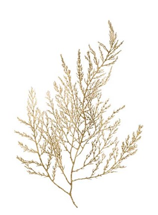 Framed Gold Foil Algae II - Metallic Foil Print