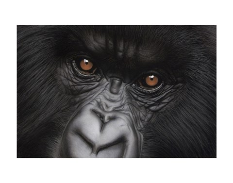 Framed Eyes of Virunga: Mountain Gorilla Print
