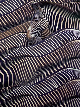 Framed Zebras in Samburu National Reserve, Kenya Print
