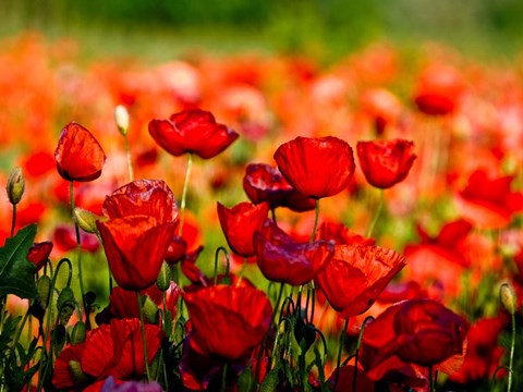 Framed Dominante Rossa Print